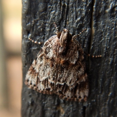 Spectrotrota fimbrialis (A Pyralid moth) at Cook, ACT - 3 Feb 2018 by CathB