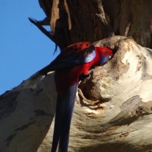 Platycercus elegans at Belconnen, ACT - 15 Oct 2017