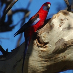 Platycercus elegans at Belconnen, ACT - 15 Oct 2017