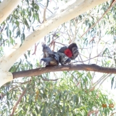 Callocephalon fimbriatum (Gang-gang Cockatoo) at Hughes, ACT - 4 Feb 2018 by jennyt