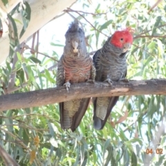 Callocephalon fimbriatum at Hughes, ACT - 4 Feb 2018