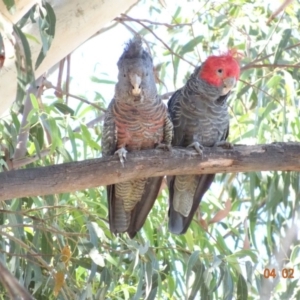 Callocephalon fimbriatum at Hughes, ACT - 4 Feb 2018