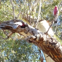Eolophus roseicapilla (Galah) at Deakin, ACT - 4 Feb 2018 by jennyt