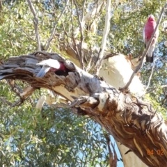 Eolophus roseicapilla (Galah) at Deakin, ACT - 3 Feb 2018 by jennyt