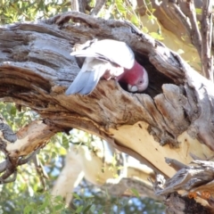 Eolophus roseicapilla at Deakin, ACT - 4 Feb 2018