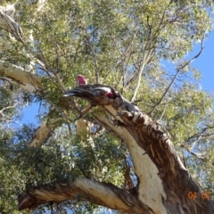 Eolophus roseicapilla at Deakin, ACT - 4 Feb 2018