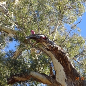 Eolophus roseicapilla at Deakin, ACT - 4 Feb 2018