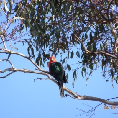 Alisterus scapularis (Australian King-Parrot) at Deakin, ACT - 3 Feb 2018 by jennyt