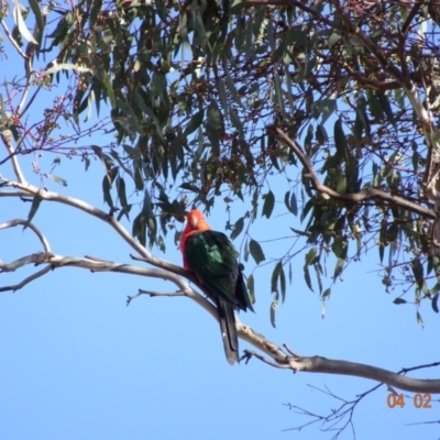 Alisterus scapularis (Australian King-Parrot) at Deakin, ACT - 4 Feb 2018 by jennyt