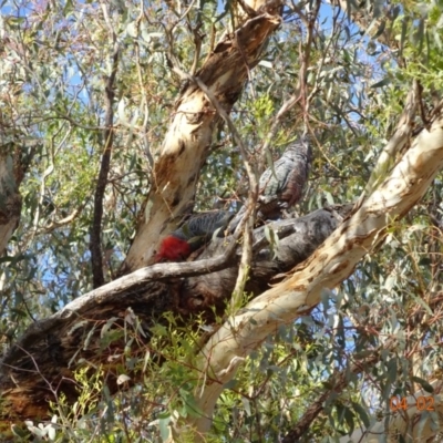 Callocephalon fimbriatum (Gang-gang Cockatoo) at Deakin, ACT - 4 Feb 2018 by jennyt