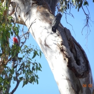 Callocephalon fimbriatum at Deakin, ACT - 4 Feb 2018