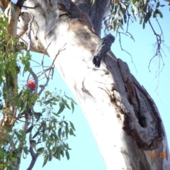 Callocephalon fimbriatum at Deakin, ACT - 4 Feb 2018