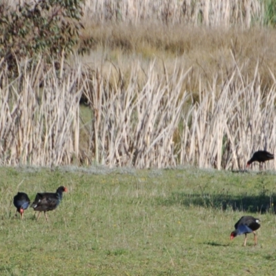 Porphyrio melanotus (Australasian Swamphen) at Belconnen, ACT - 15 Oct 2017 by KMcCue