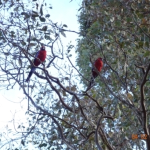 Platycercus elegans at Deakin, ACT - 4 Feb 2018