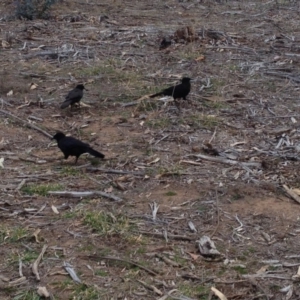 Corcorax melanorhamphos at Hughes, ACT - 3 Sep 2017