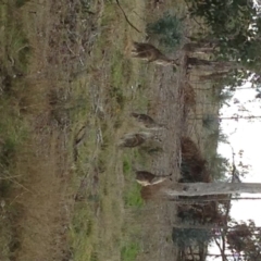 Macropus giganteus (Eastern Grey Kangaroo) at Hughes, ACT - 3 Sep 2017 by jennyt