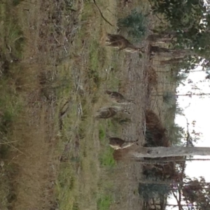 Macropus giganteus at Hughes, ACT - 3 Sep 2017