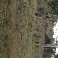 Macropus giganteus at Hughes, ACT - 3 Sep 2017