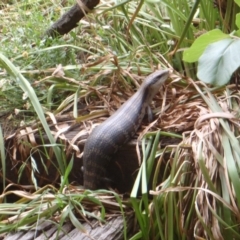 Tiliqua scincoides scincoides at Hughes, ACT - 20 Nov 2016