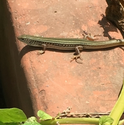 Ctenotus robustus (Robust Striped-skink) at Gang Gang at Yass River - 3 Feb 2018 by SueMcIntyre