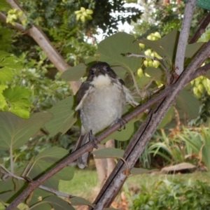 Cracticus torquatus at Hughes, ACT - 31 Jan 2018