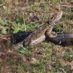 Pogona barbata (Eastern Bearded Dragon) at Belconnen, ACT - 15 Oct 2017 by KMcCue