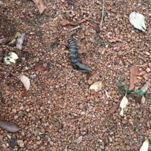 Tiliqua scincoides scincoides at Hall, ACT - 4 Feb 2018