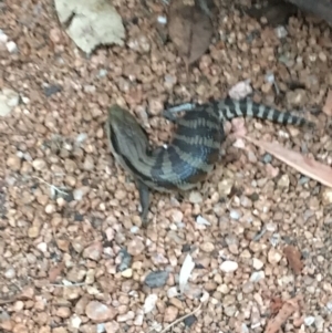 Tiliqua scincoides scincoides at Hall, ACT - 4 Feb 2018