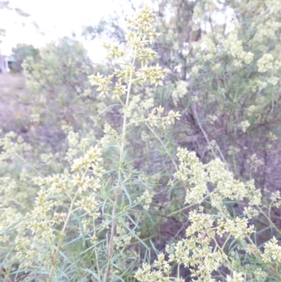 Cassinia quinquefaria (Rosemary Cassinia) at Hughes, ACT - 4 Feb 2018 by JackyF