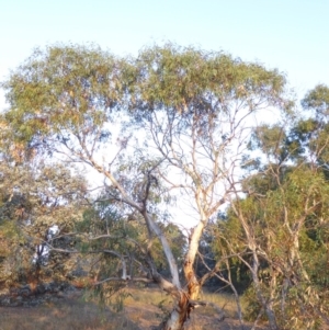 Eucalyptus pauciflora subsp. pauciflora at Red Hill to Yarralumla Creek - 4 Feb 2018 06:46 PM