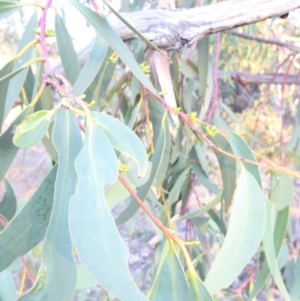 Eucalyptus pauciflora subsp. pauciflora at Red Hill to Yarralumla Creek - 4 Feb 2018 06:46 PM