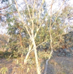 Eucalyptus pauciflora subsp. pauciflora at Red Hill to Yarralumla Creek - 4 Feb 2018 06:46 PM