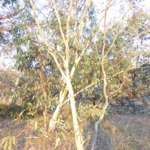 Eucalyptus pauciflora subsp. pauciflora at Red Hill to Yarralumla Creek - 4 Feb 2018 06:46 PM