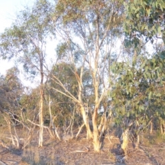 Eucalyptus pauciflora subsp. pauciflora at Red Hill to Yarralumla Creek - 4 Feb 2018 06:46 PM