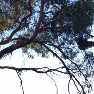 Callocephalon fimbriatum (Gang-gang Cockatoo) at Hughes, ACT - 4 Feb 2018 by KL