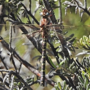 Austroaeschna inermis at Cotter River, ACT - 4 Feb 2018