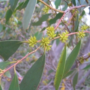 Eucalyptus stellulata at Paddys River, ACT - 3 Feb 2018 12:11 PM