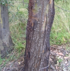 Eucalyptus stellulata at Paddys River, ACT - 3 Feb 2018 12:11 PM