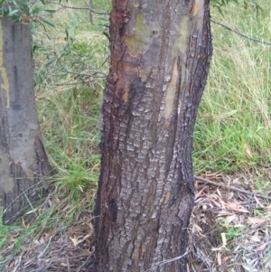 Eucalyptus stellulata at Paddys River, ACT - 3 Feb 2018 12:11 PM