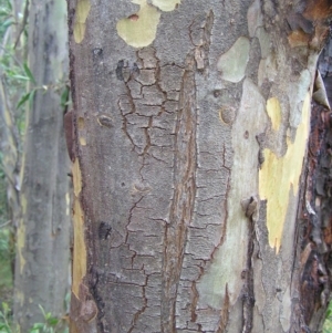 Eucalyptus stellulata at Paddys River, ACT - 3 Feb 2018 12:11 PM