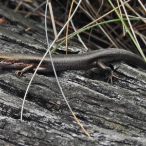 Pseudemoia entrecasteauxii at Cotter River, ACT - 4 Feb 2018