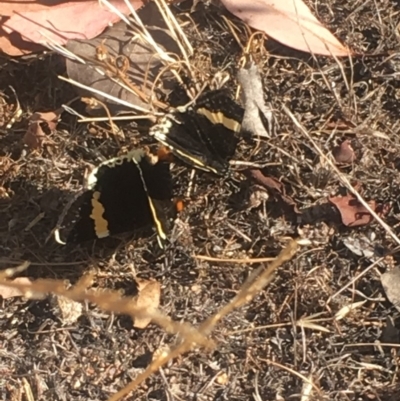 Eutrichopidia latinus (Yellow-banded Day-moth) at Mount Taylor - 3 Feb 2018 by George