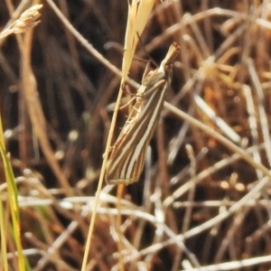 Hednota species near grammellus at Cotter River, ACT - 4 Feb 2018 10:12 AM