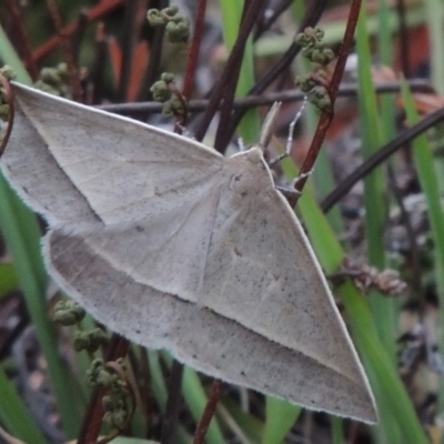 Epidesmia hypenaria (Long-nosed Epidesmia) at Conder, ACT - 8 Jan 2018 by michaelb