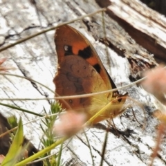 Heteronympha solandri (Solander's Brown) at Cotter River, ACT - 3 Feb 2018 by JohnBundock