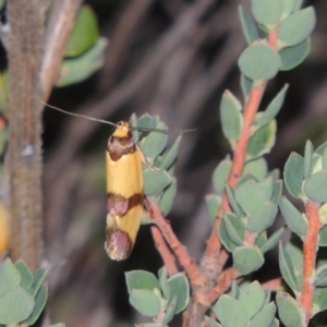 Chrysonoma fascialis at Rob Roy Range - 8 Jan 2018