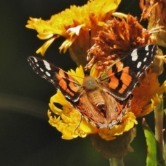 Vanessa kershawi (Australian Painted Lady) at Cotter River, ACT - 4 Feb 2018 by JohnBundock