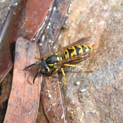 Vespula germanica (European wasp) at Paddys River, ACT - 3 Feb 2018 by MatthewFrawley
