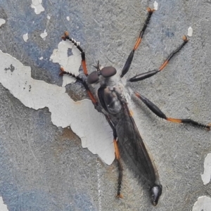 Cerdistus sp. (genus) at Cotter River, ACT - 4 Feb 2018 11:01 AM