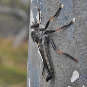 Cerdistus sp. (genus) at Cotter River, ACT - 4 Feb 2018 11:01 AM